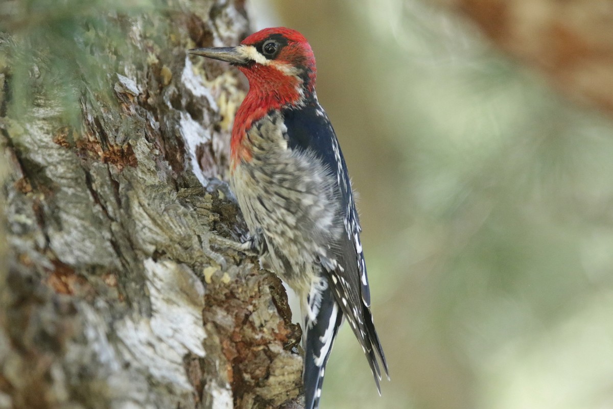 Red-breasted Sapsucker - ML423682421