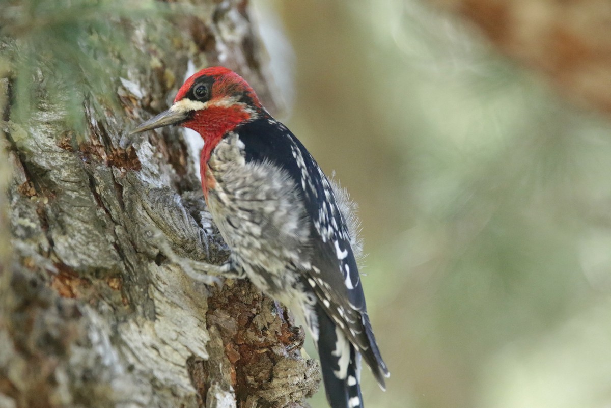 Red-breasted Sapsucker - ML423682441