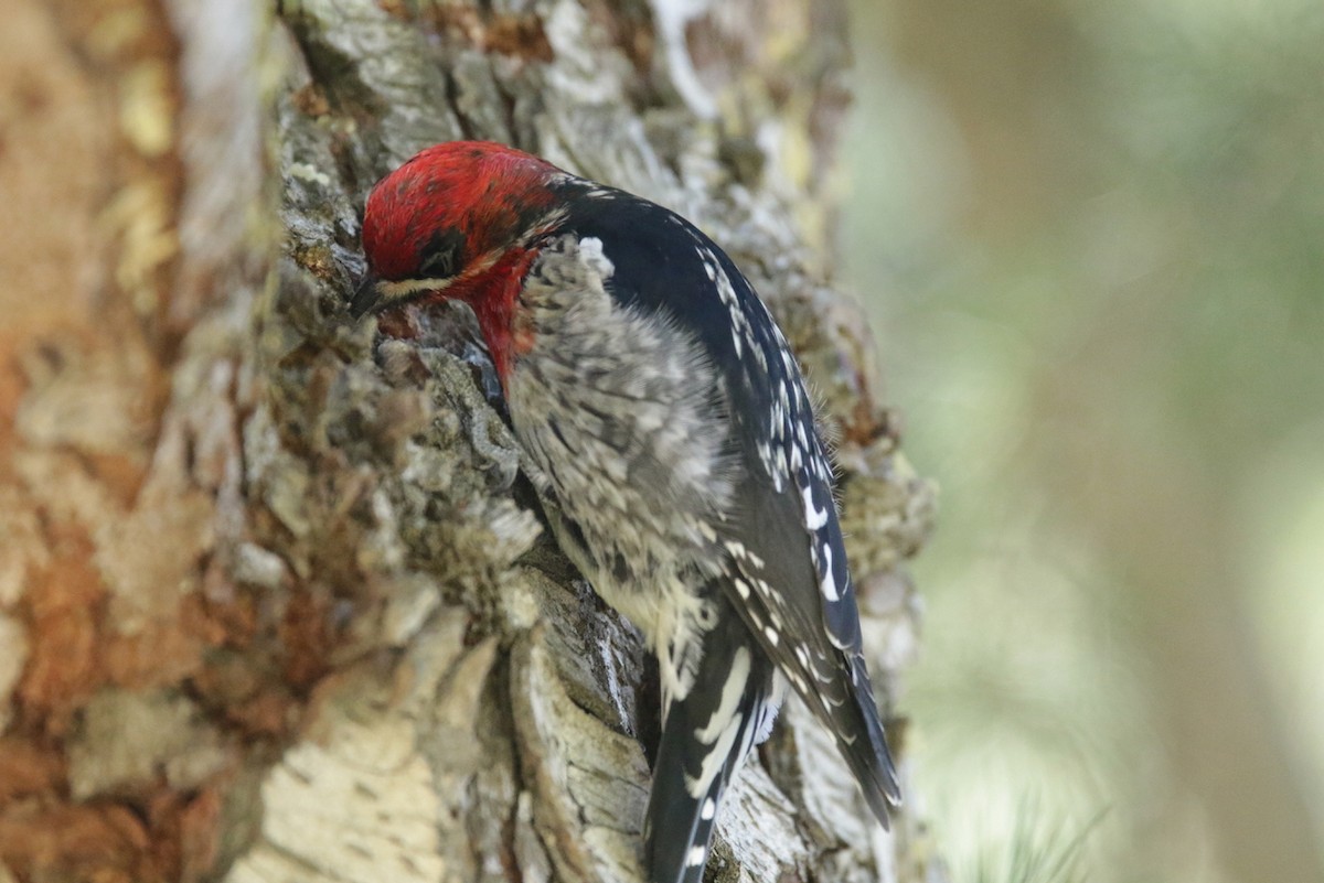 Red-breasted Sapsucker - ML423682451