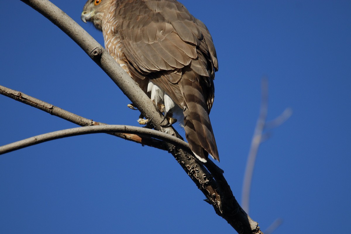 Cooper's Hawk - ML423683051