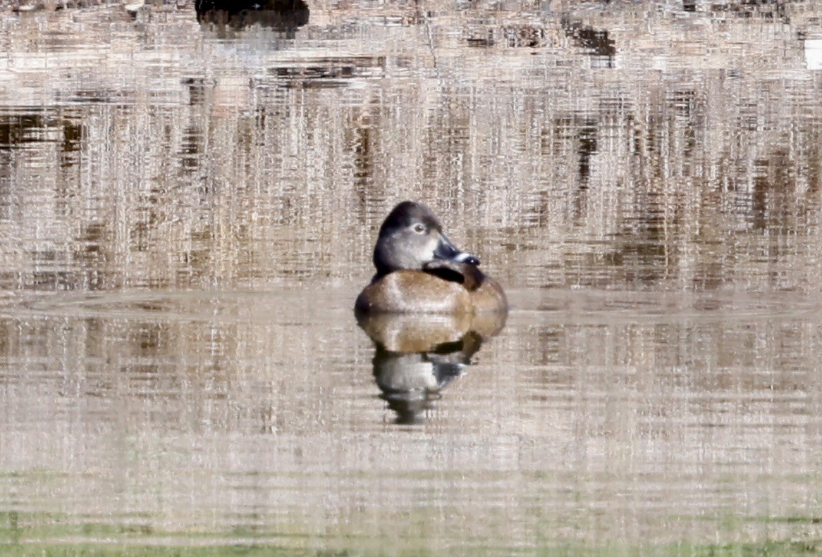 Ring-necked Duck - ML423683271