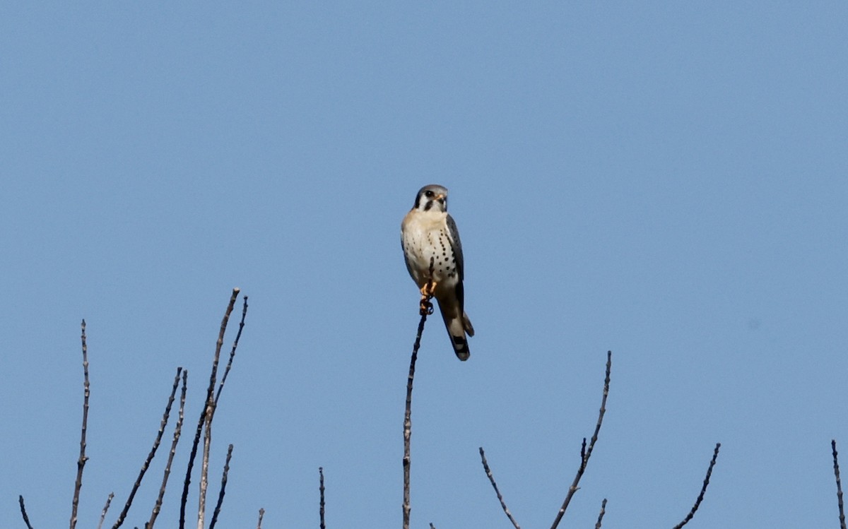 American Kestrel - ML423683411