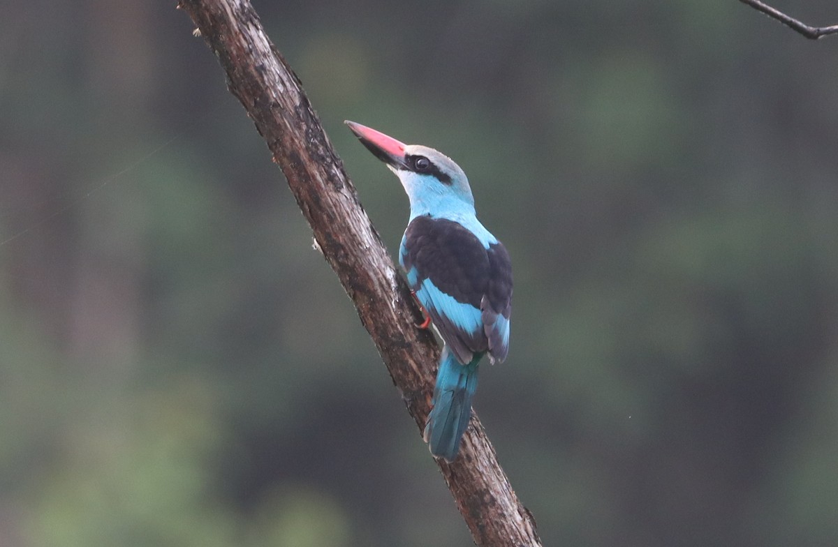 Blue-breasted Kingfisher - ML423685331