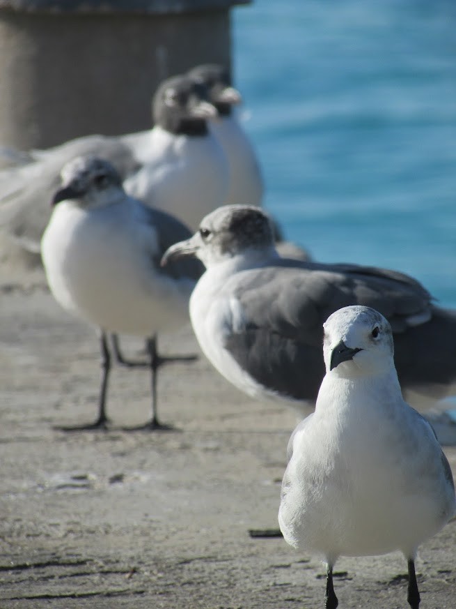 Laughing Gull - Griffin Marti