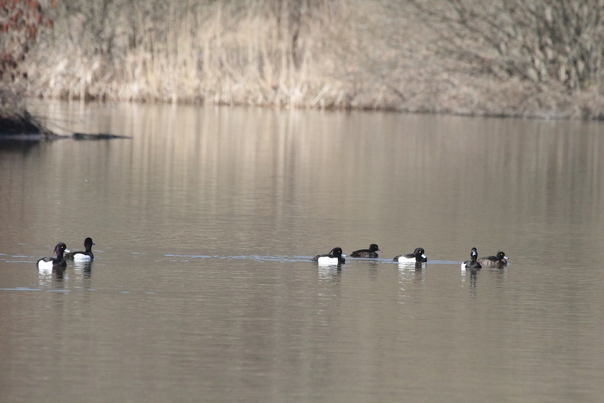 Tufted Duck - ML423688641