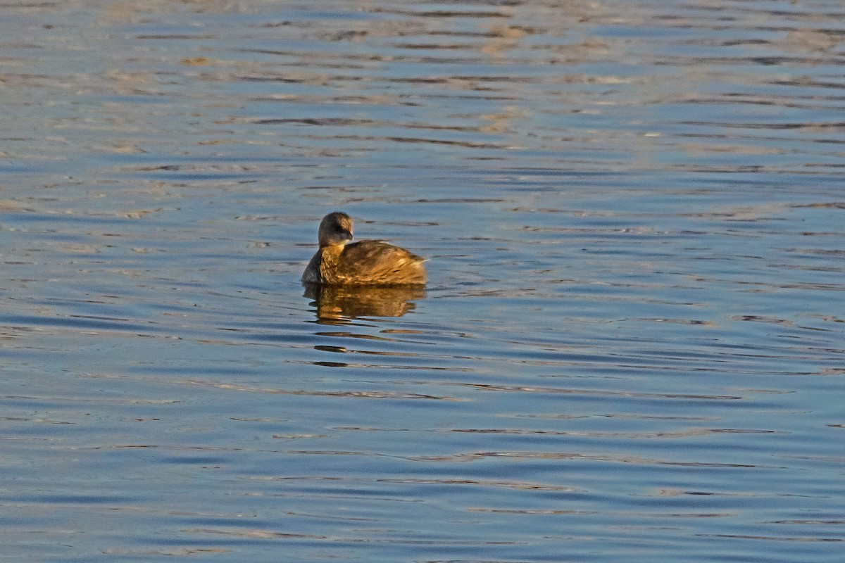 Pied-billed Grebe - ML423690221