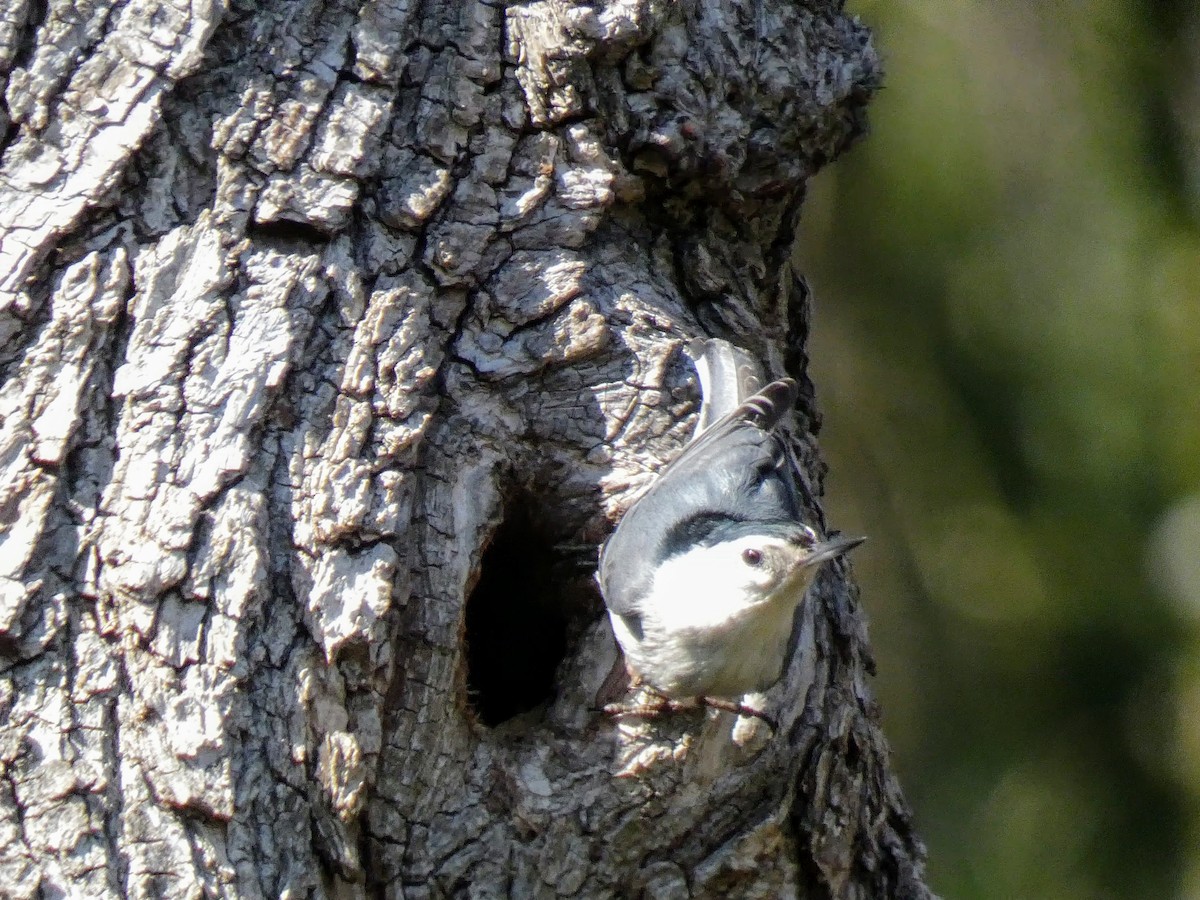 White-breasted Nuthatch - ML423690251