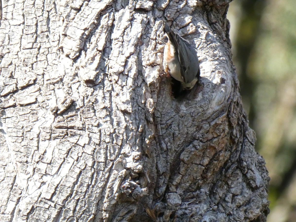White-breasted Nuthatch - ML423690281