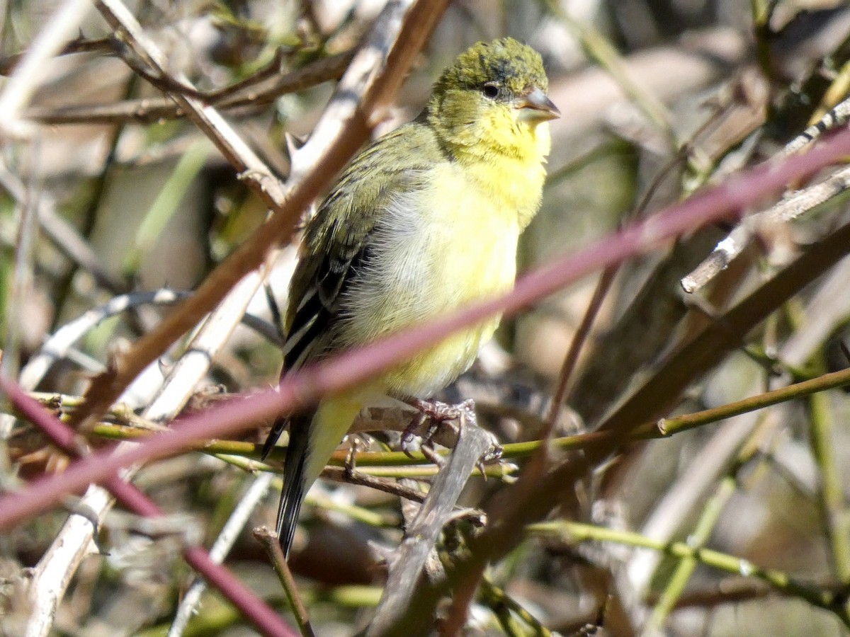 Lesser Goldfinch - ML423690691