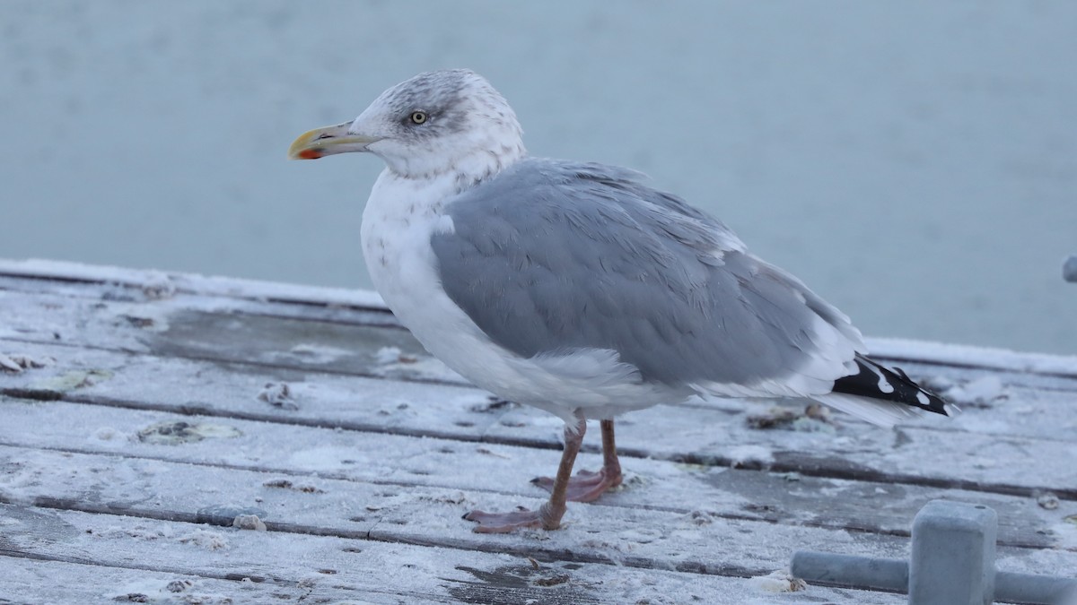 Herring Gull - Daniel Jauvin