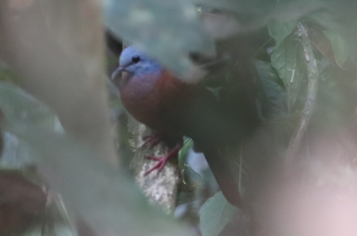 Blue-headed Wood-Dove - ML423691761