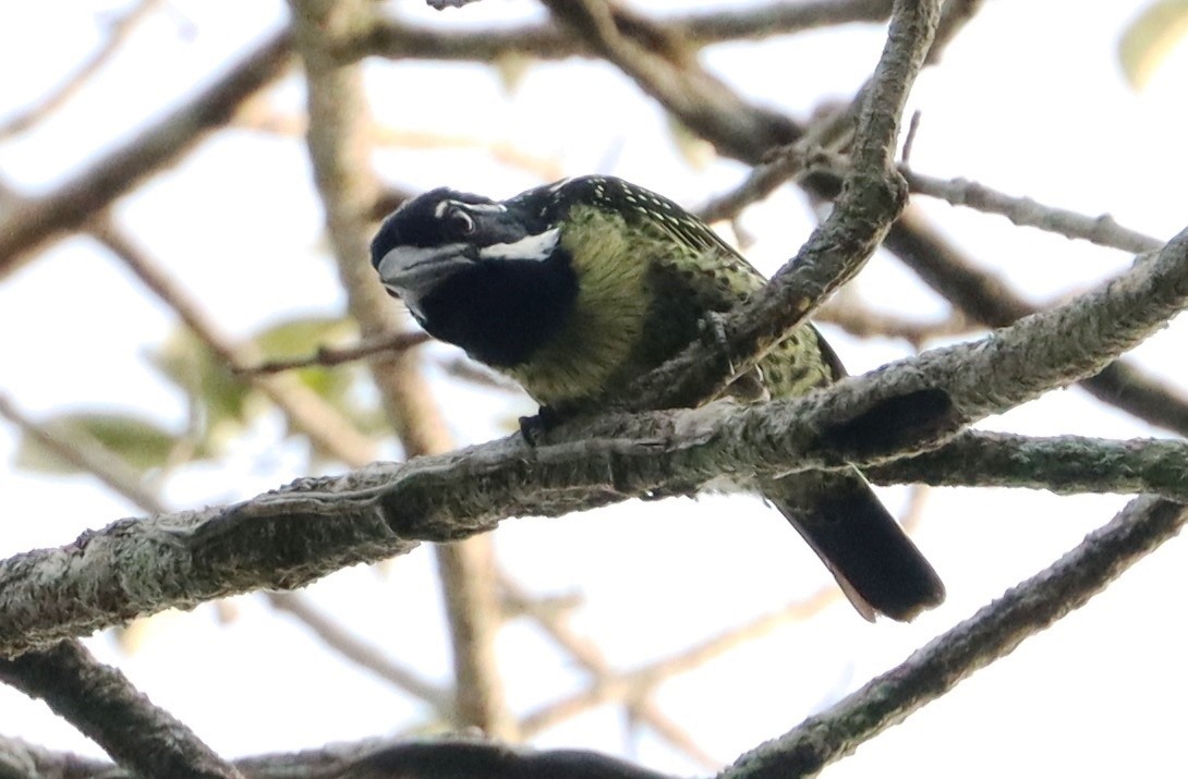 Benekli-Çizgili Barbet - ML423691941