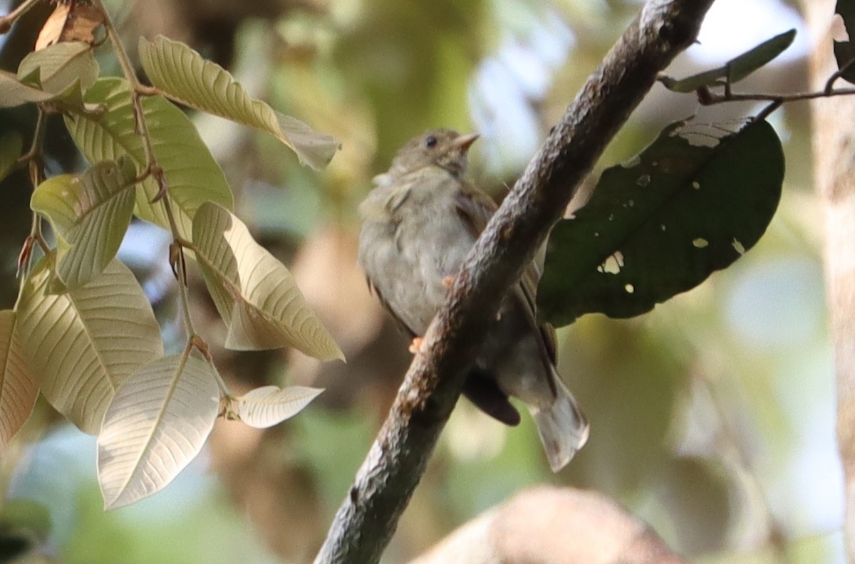 Yellow-footed Honeyguide - ML423692001