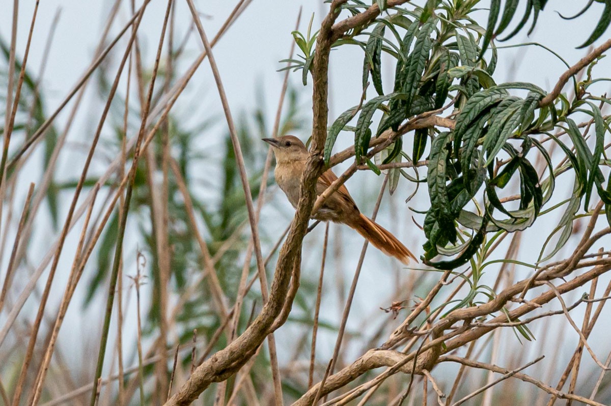 Freckle-breasted Thornbird - ML423692861