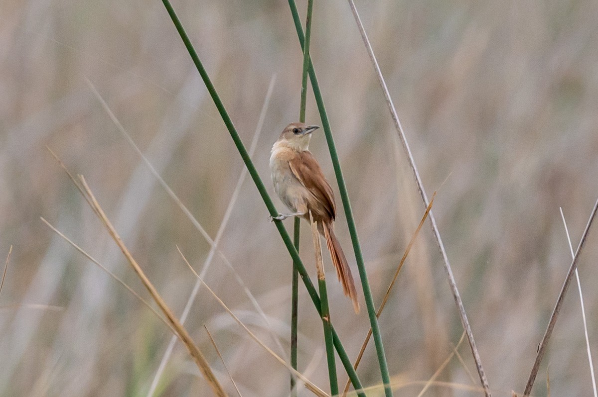 Freckle-breasted Thornbird - ML423692871