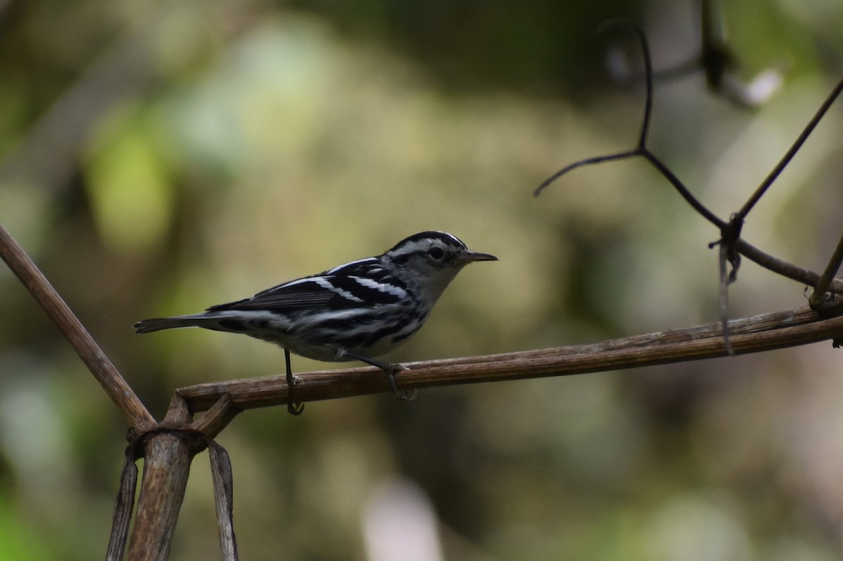 Black-and-white Warbler - YENER GRANADOS HERRERA