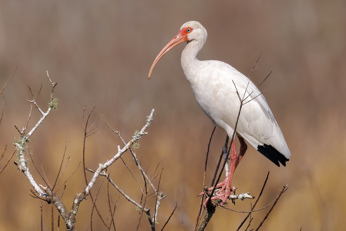 White Ibis - ML423696681