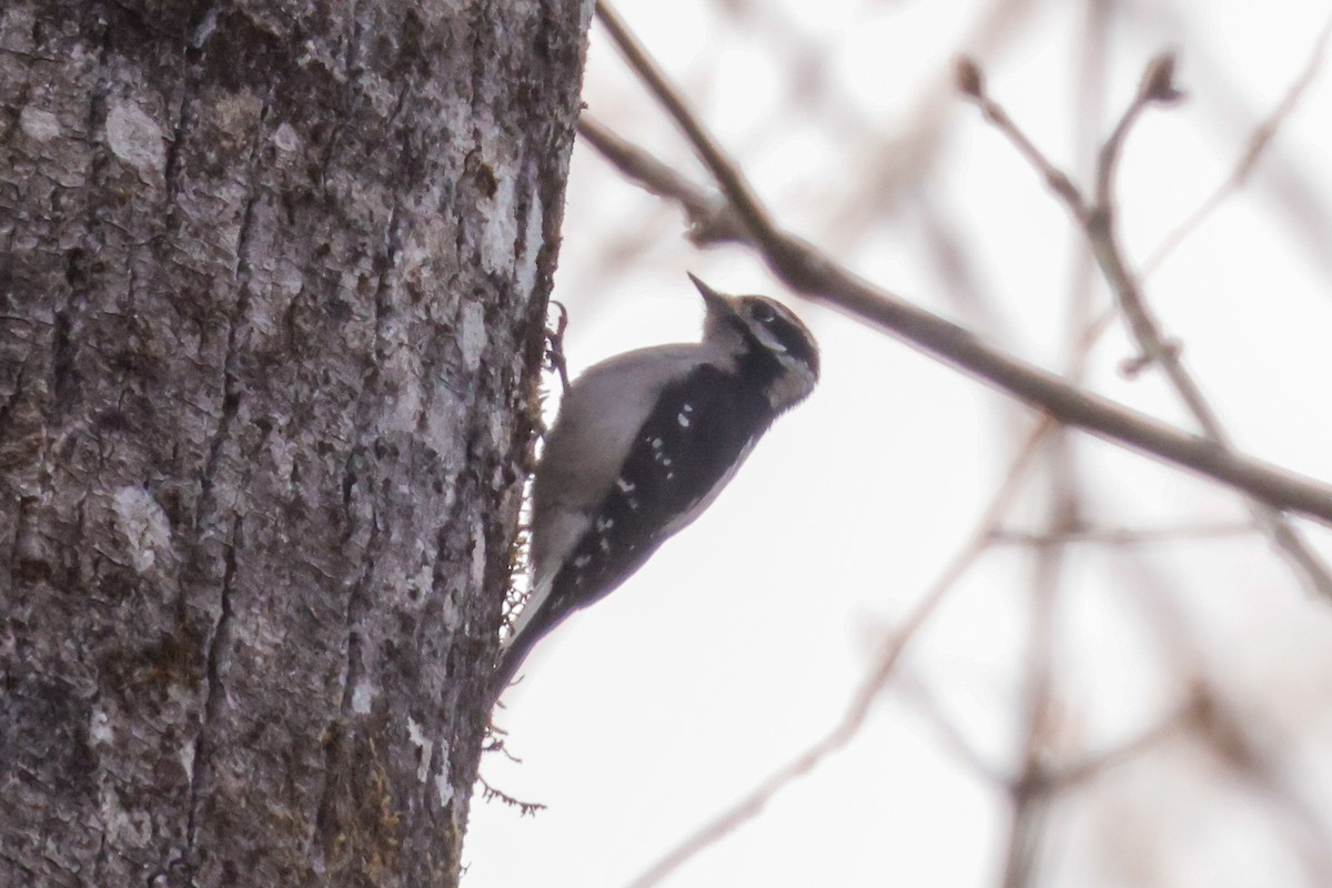 Downy Woodpecker - ML423697111