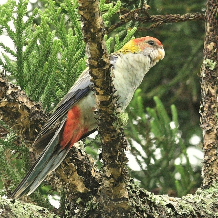 ホオアオサメクサインコ - ML423701191