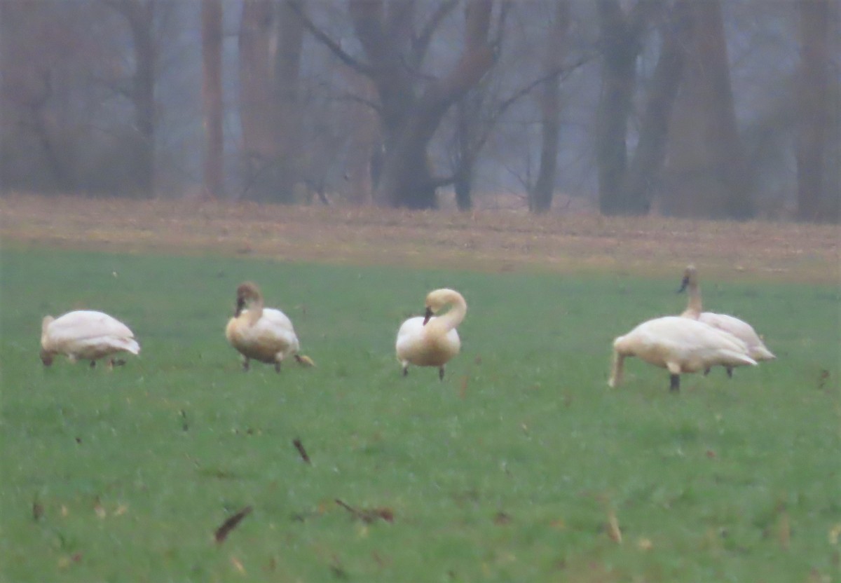 Tundra Swan - ML423702581