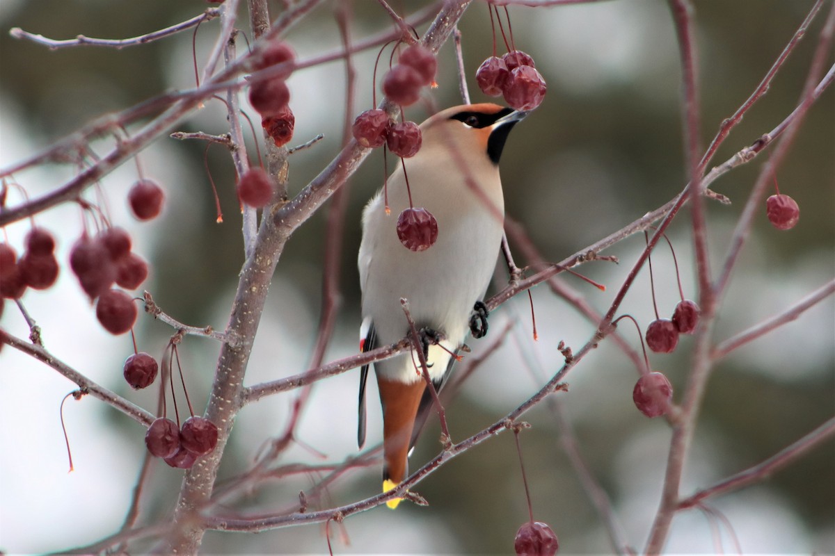 Bohemian Waxwing - ML423705711