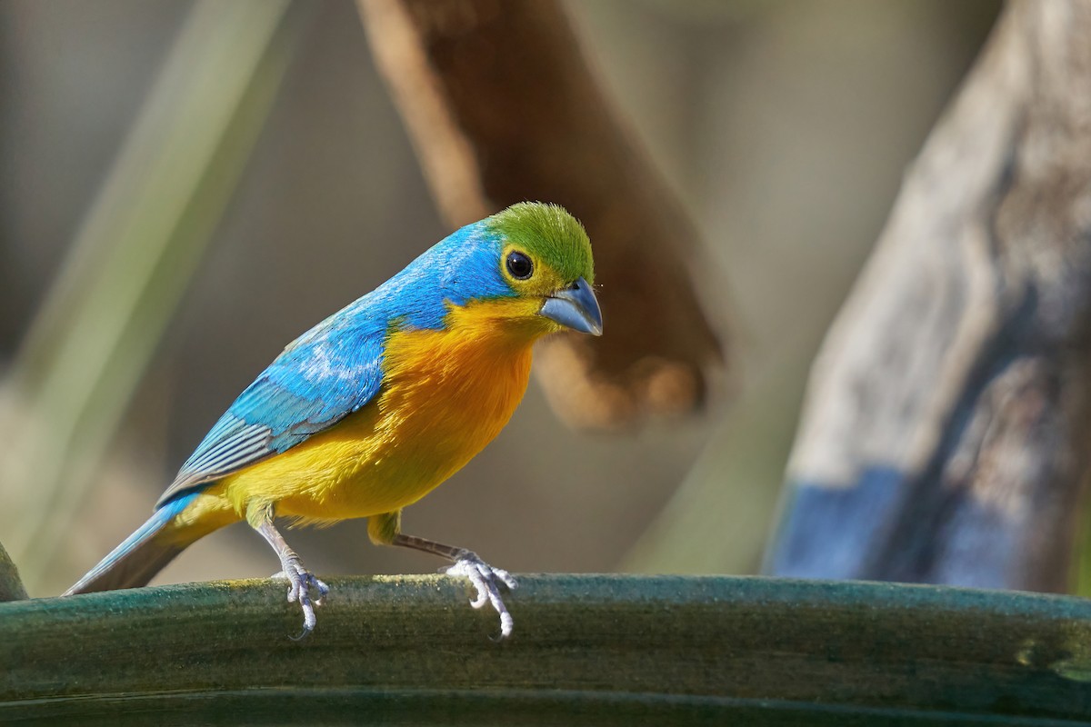 Orange-breasted Bunting - Grigory Heaton