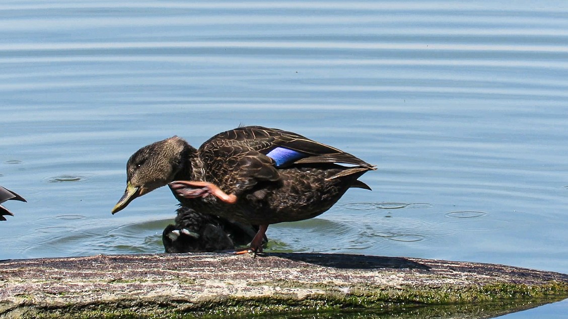 American Black Duck - ML423706921