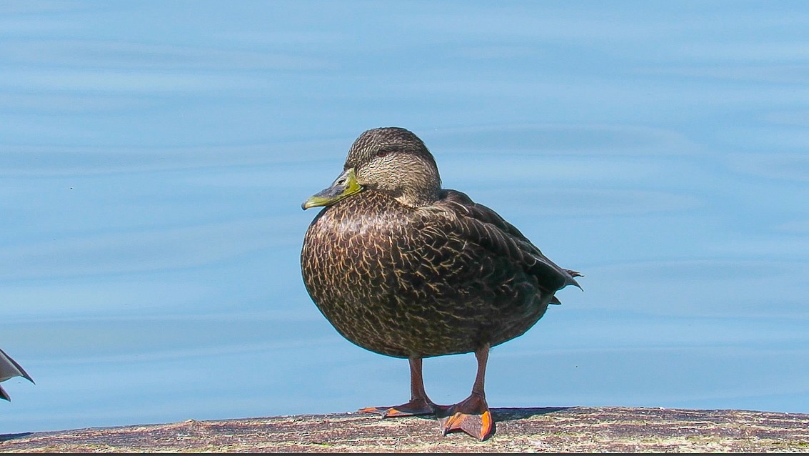 American Black Duck - ML423706931