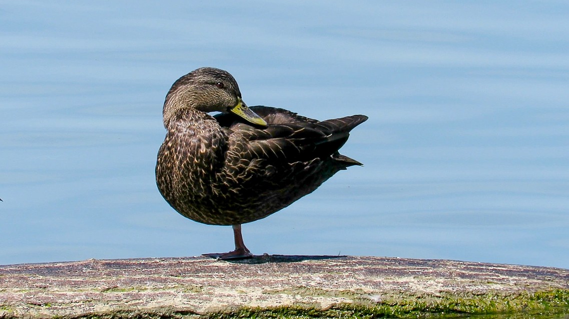 American Black Duck - ML423706961