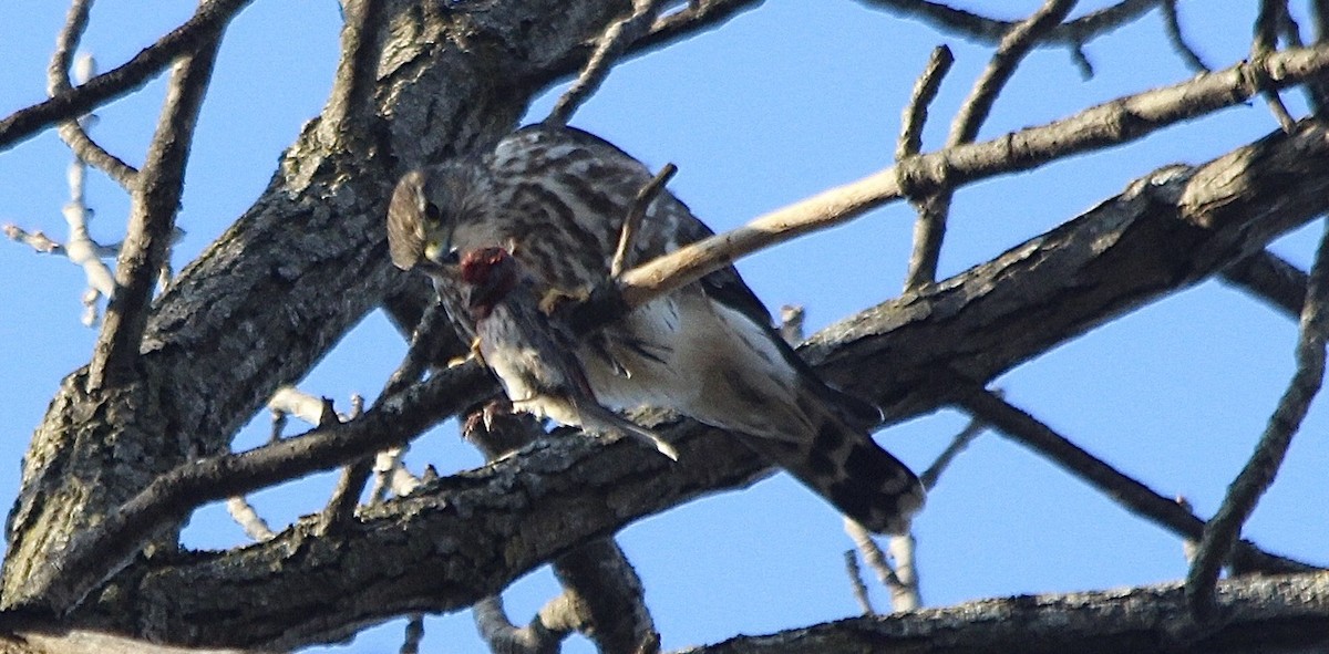 dřemlík tundrový - ML423707651