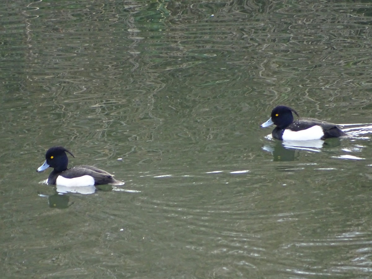 Tufted Duck - ML423707931