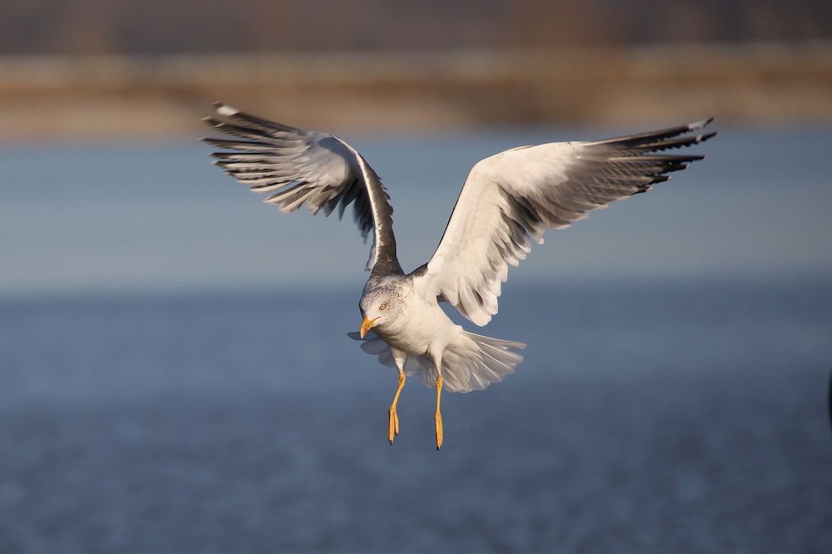 Lesser Black-backed Gull - ML423708341