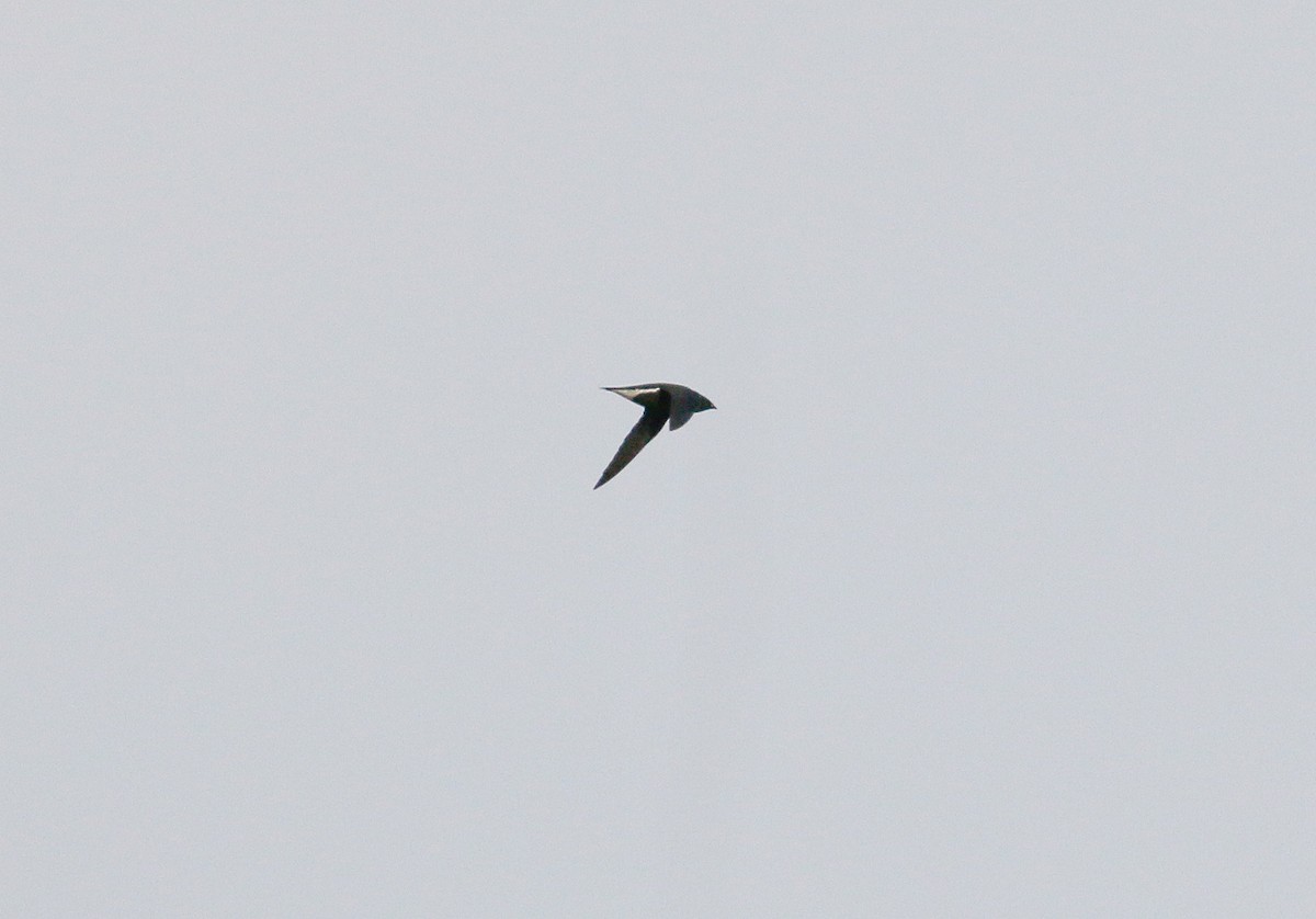 Brown-backed Needletail - ML42371001