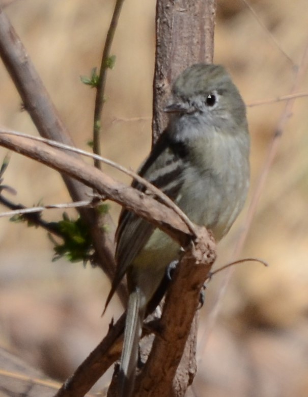 Dusky Flycatcher - ML423710321