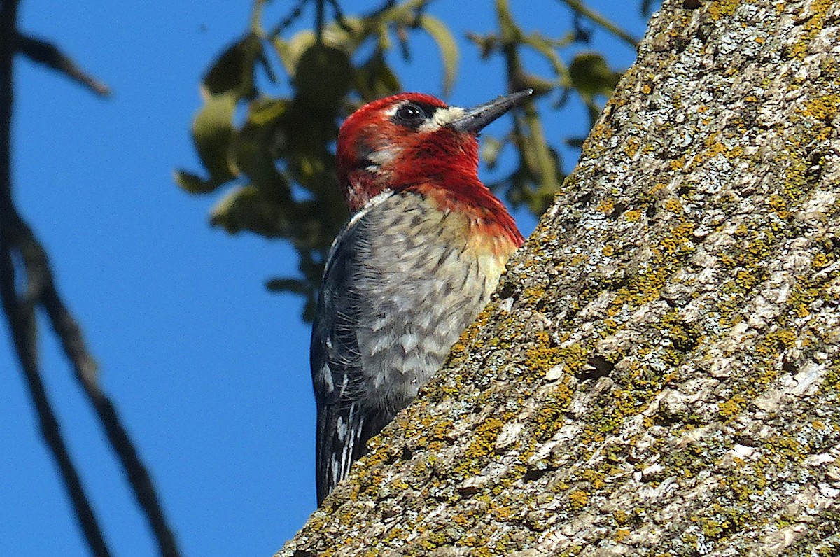 Red-breasted Sapsucker - ML423711381