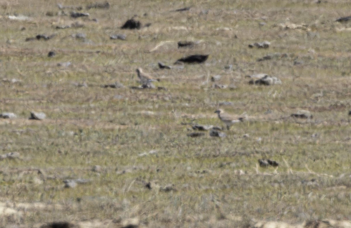 Mountain Plover - ML423711591