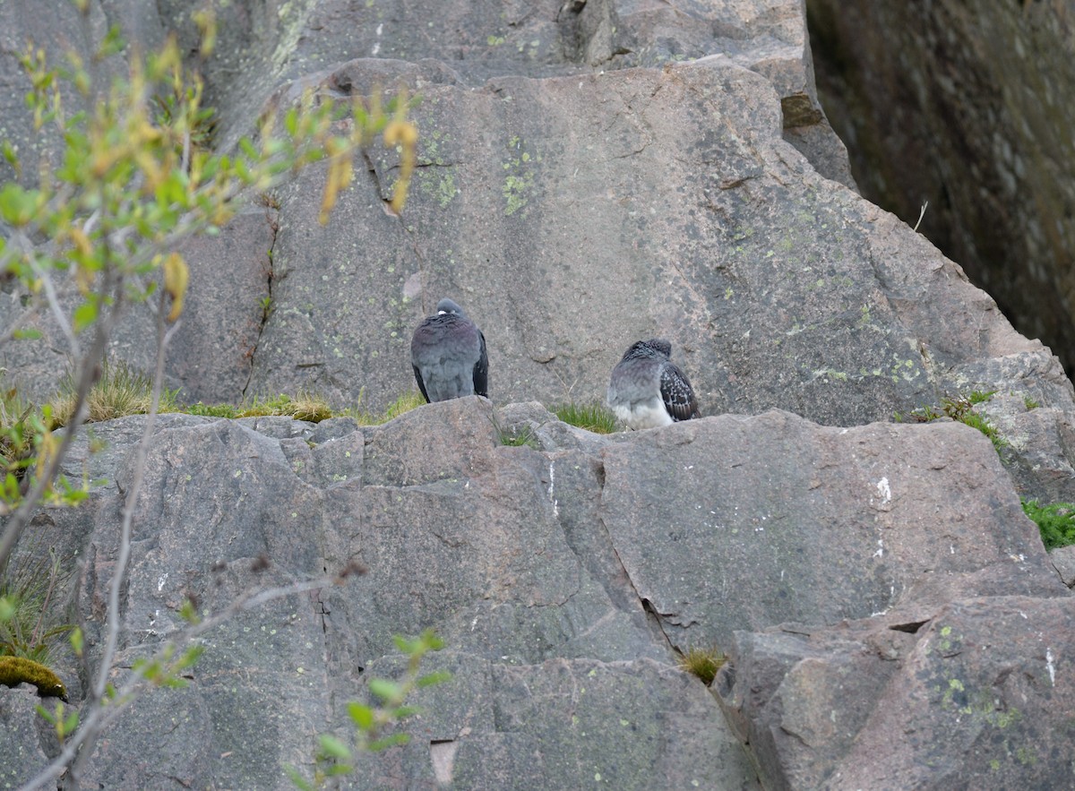 Rock Pigeon (Feral Pigeon) - ML423711651