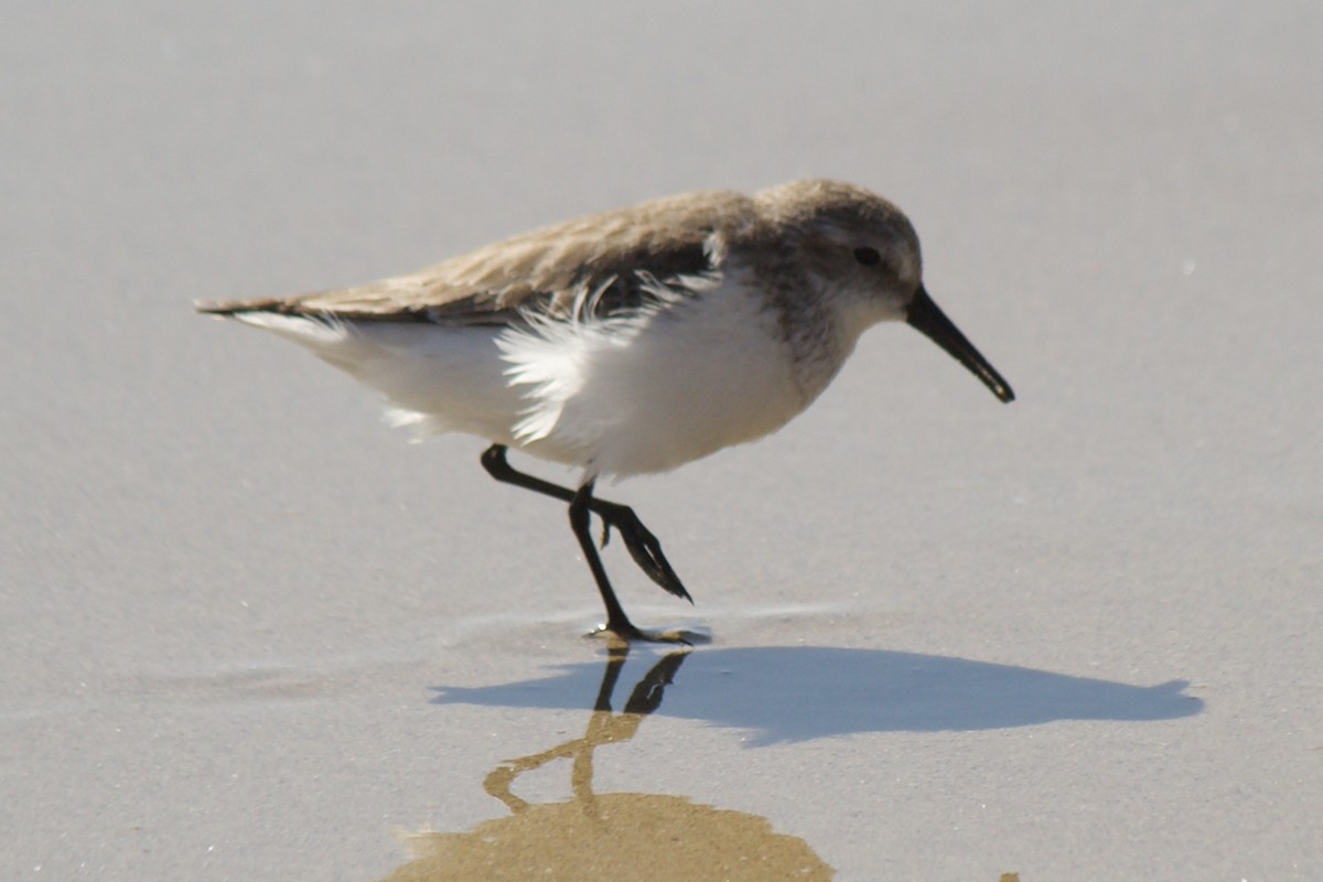 Western Sandpiper - ML423713691