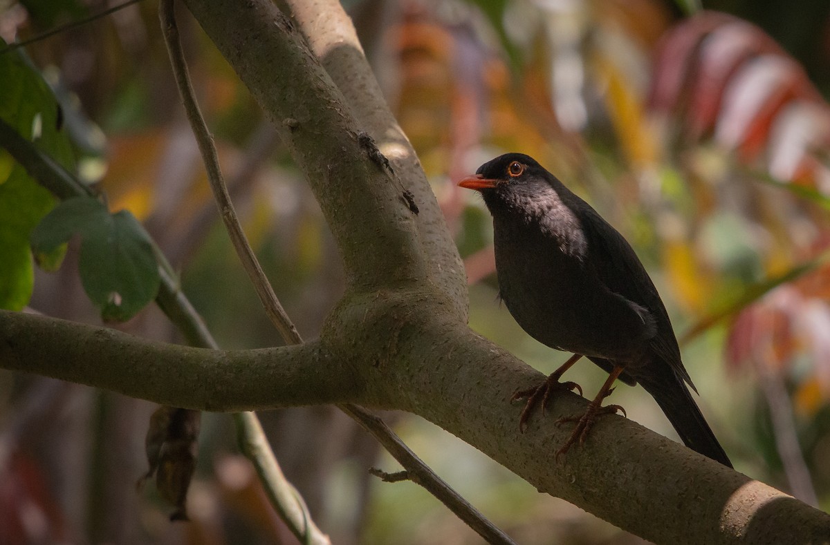 Indian Blackbird - Raghu Nathan