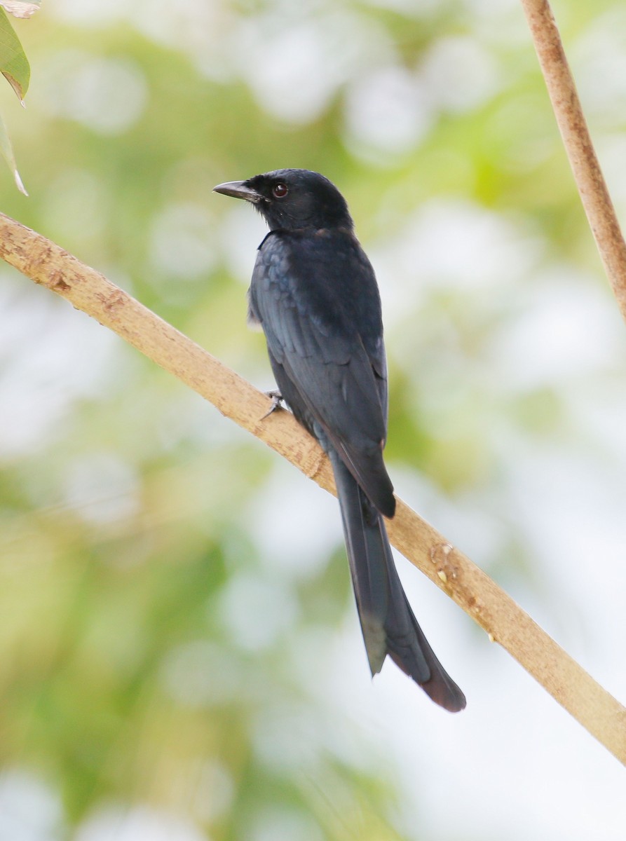 svartdrongo - ML42371641