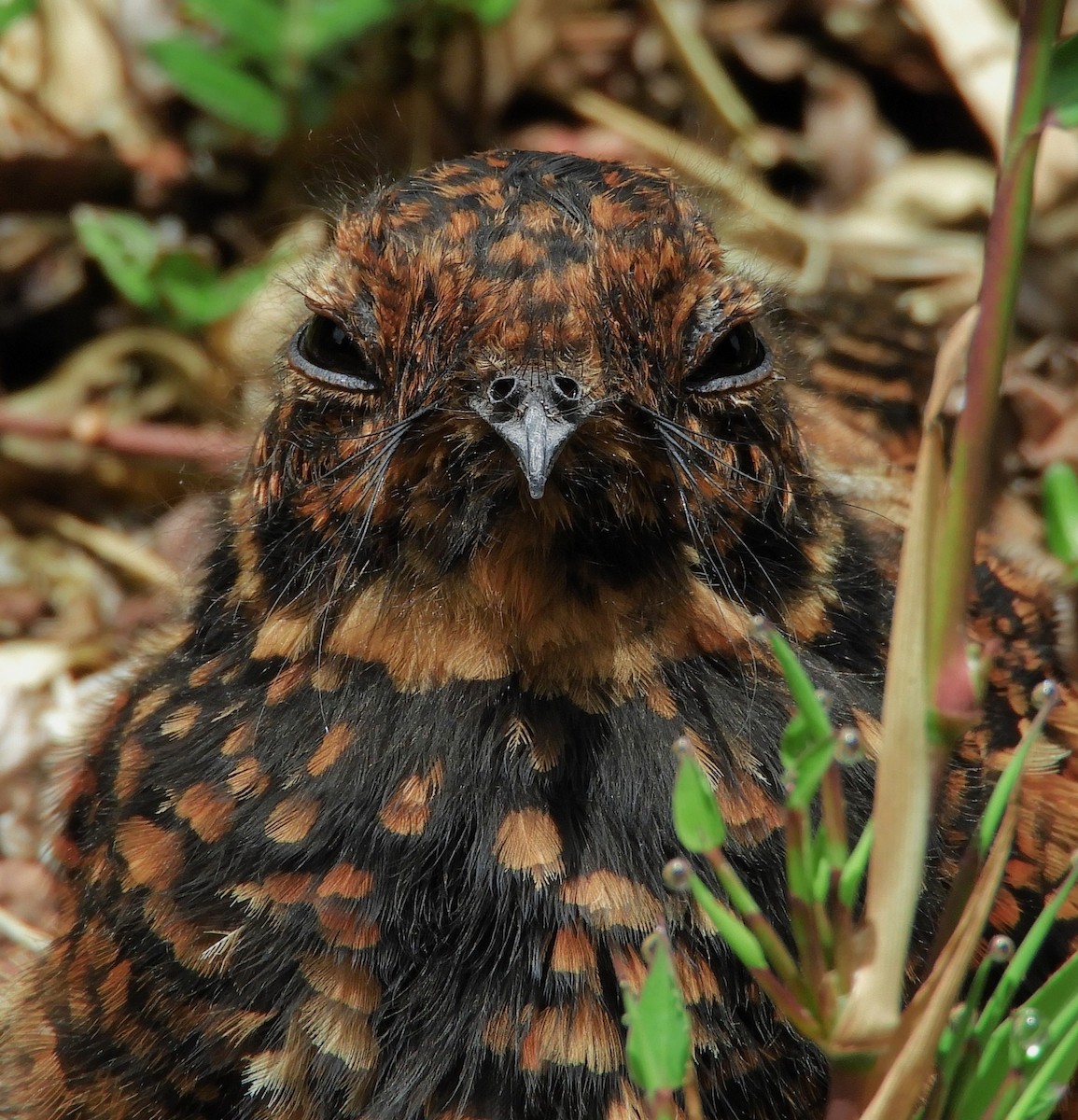 Swallow-tailed Nightjar - ML423716961