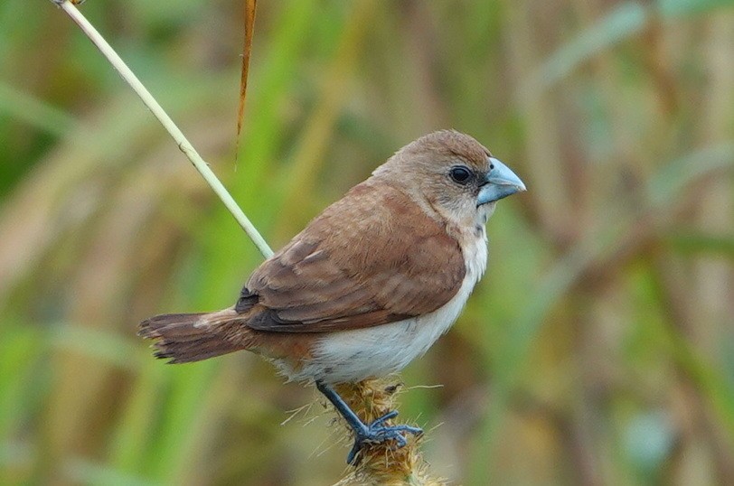 Capuchino Tricolor - ML423717811