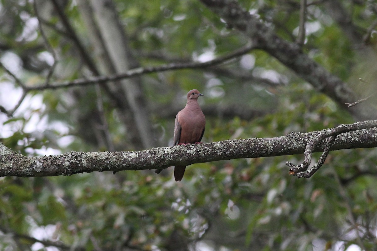 Eared Dove - ML42371801