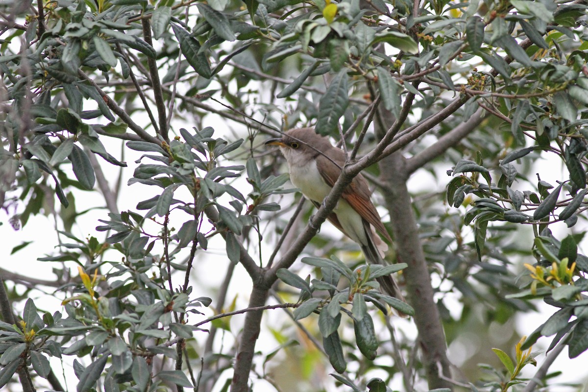 Yellow-billed Cuckoo - ML42371911