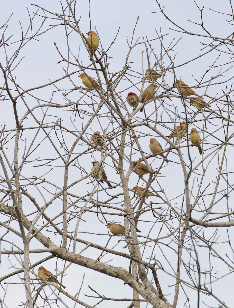 Plain-backed Sparrow - ML42371971