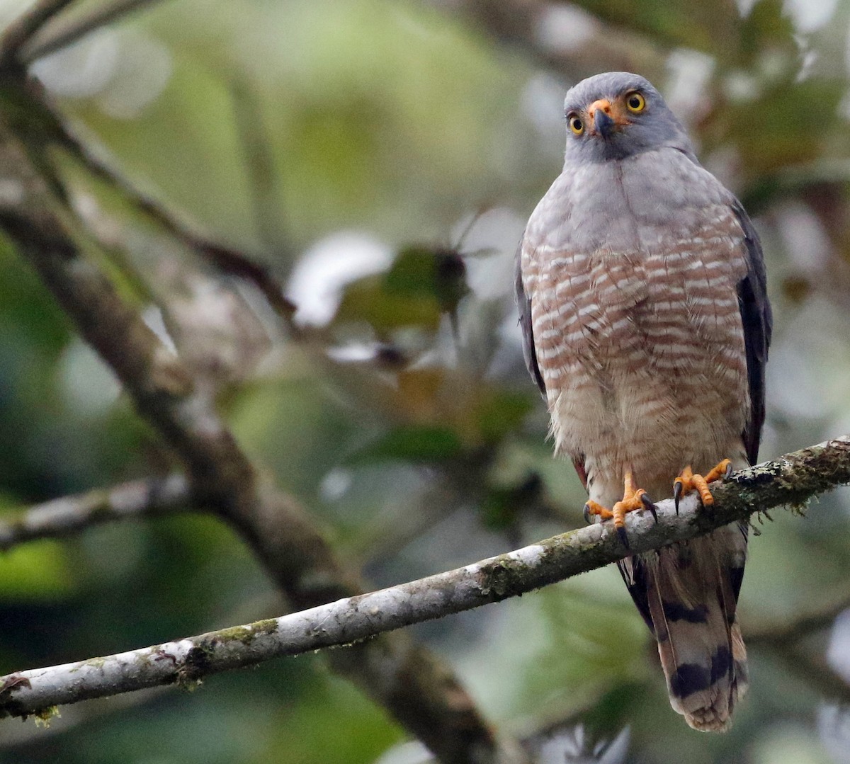 Roadside Hawk - ML423719741