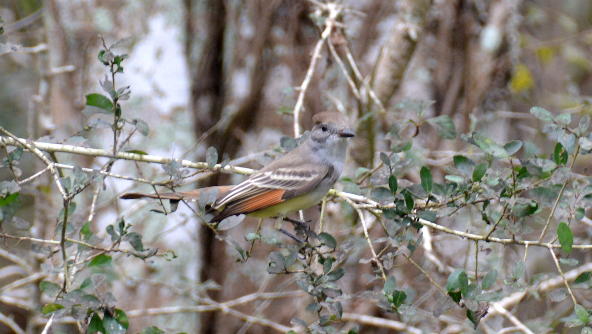 Ash-throated Flycatcher - William Ahlstrom