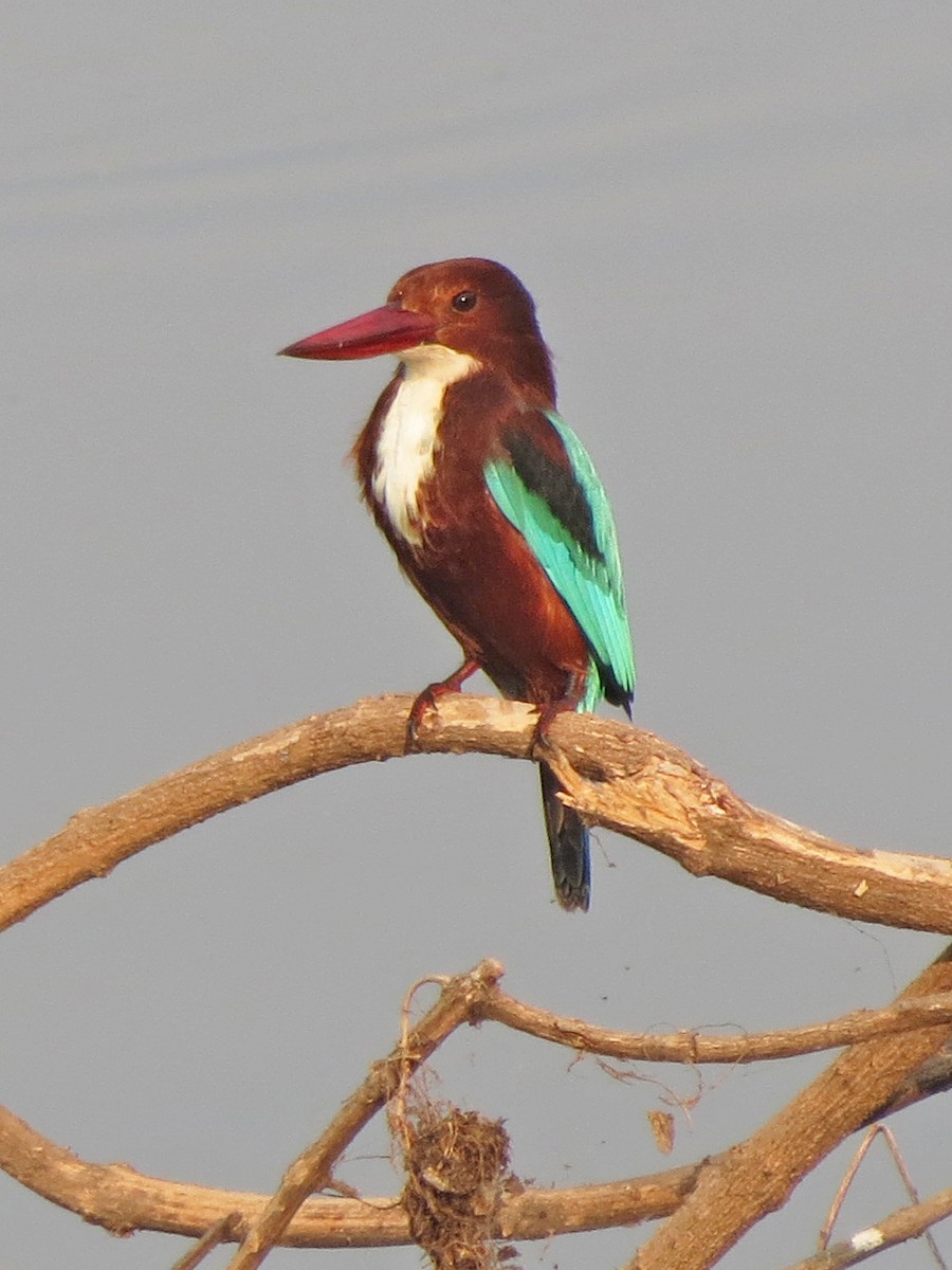 White-throated Kingfisher - Mark D. Read