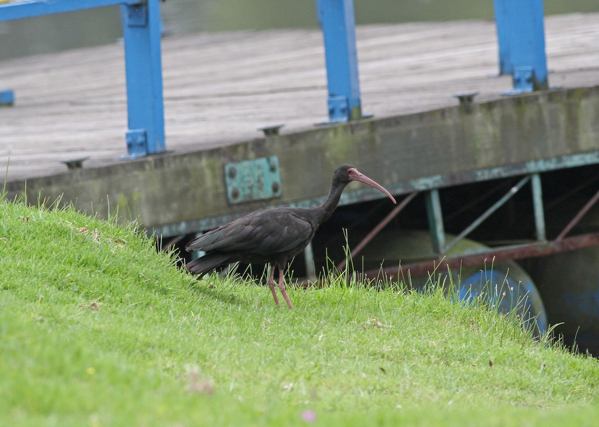 Bare-faced Ibis - ML42372321