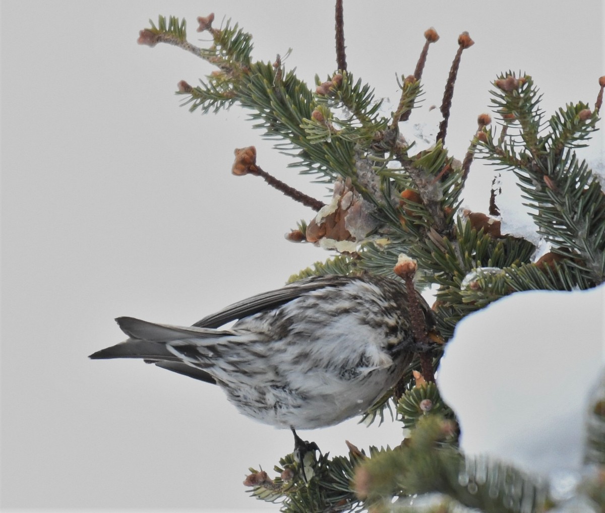 Common Redpoll (rostrata/islandica) - ML423723331